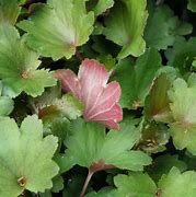 Image result for Saxifraga cortusifolia Sybyll Trelawney