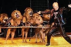 Image result for Lion Tiger Trainer