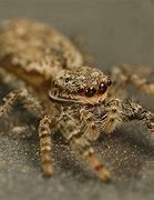 Image result for Smallest Spiders in the World Patu Digua