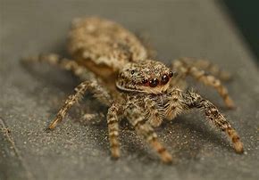 Image result for Tiniest Spider