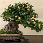 Image result for Bonsai Apple Tree