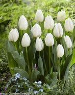 Image result for Tulipa White Prince