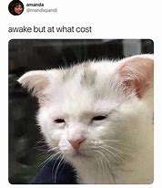 Image result for Smol Cat Eating Meme