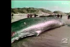 Image result for Exploding Whale On Truck