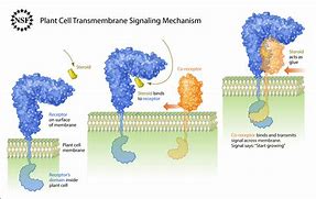 Image result for Plant Signaling Molecules