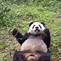 Image result for Giant Panda Standing Up