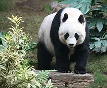 Image result for Laughing Panda