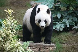 Image result for Panda. Buy Off White Jordan Vergil