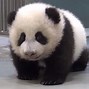 Image result for Panda Bebé