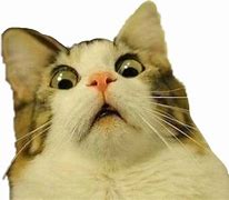 Image result for Cat Meme Face Transparent PNG
