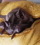 Image result for Jamaican Fruit Bat