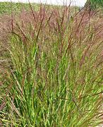 Image result for Panicum virgatum Warrior 