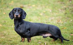 Image result for Dachshund Adult