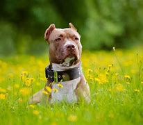 Image result for Red American Pit Bull Terrier