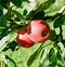Image result for Cox Apple Tree