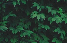 Image result for Bright Nature Wallpaper iPhone