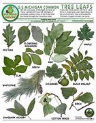 Image result for Apple Tree Leaf Identification Chart