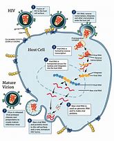 Image result for HIV Infection
