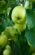 Image result for 5 Green Apple's