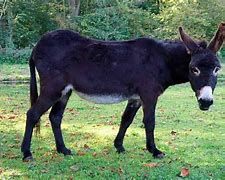 Image result for Donkey Horse Mule Cross