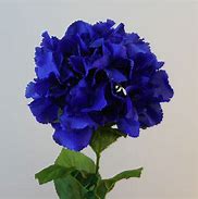 Image result for Dark Blue Hydrangea Flowers