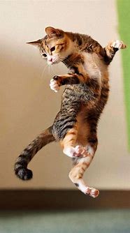 Image result for Cat Jumping PFP