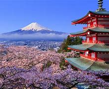 Image result for cherry blossoms japanese