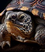 Image result for Slow-Moving Animals with Shell