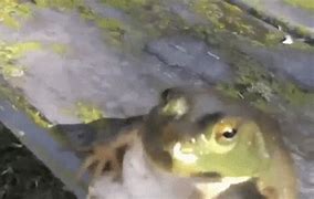 Image result for Frog Running Meme