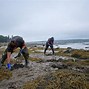 Image result for Clam Digging in Maine