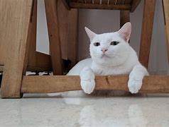 Image result for White Cat On Chair Meme