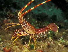 Image result for California Spiny Lobster