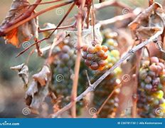 Image result for Spoiled Grapes