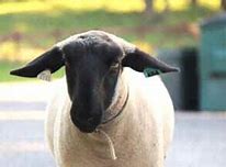 Image result for Lambert Estate Black Sheep