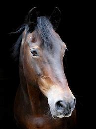 Image result for Beautiful Horse Head