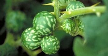Image result for Tropical Soda Apple