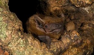 Image result for Common Noctule Bat