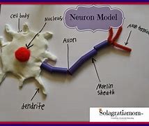 Image result for Brain Cell Model