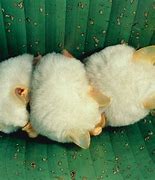 Image result for Cute White Bat