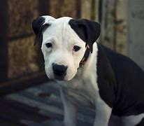 Image result for Pitbull Terrier Pups