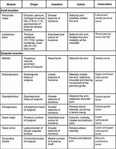 Agonist And Antagonist Muscles Chart Best Picture Of
