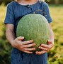 Image result for Heirloom Watermelon