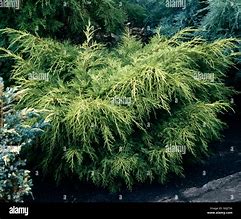 Juniperus x pfitzeriana Gold Coast కోసం చిత్ర ఫలితం