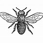 Image result for Bug Cartoon Black and White