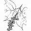 Image result for Acer pensylvanicum