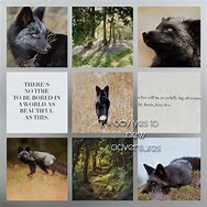Image result for Silver Fox Quotes