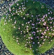 Billedresultat for Dianthus erinaceus