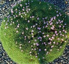 Image result for Dianthus erinaceus