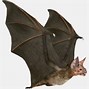 Image result for Realistic Vampire Bat