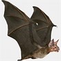 Image result for Bat Creature 3D Model